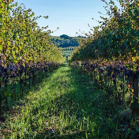 Un' Ottima Annata - La Casa Nel Vigneto Hébergement de vacances Monte Porzio Catone